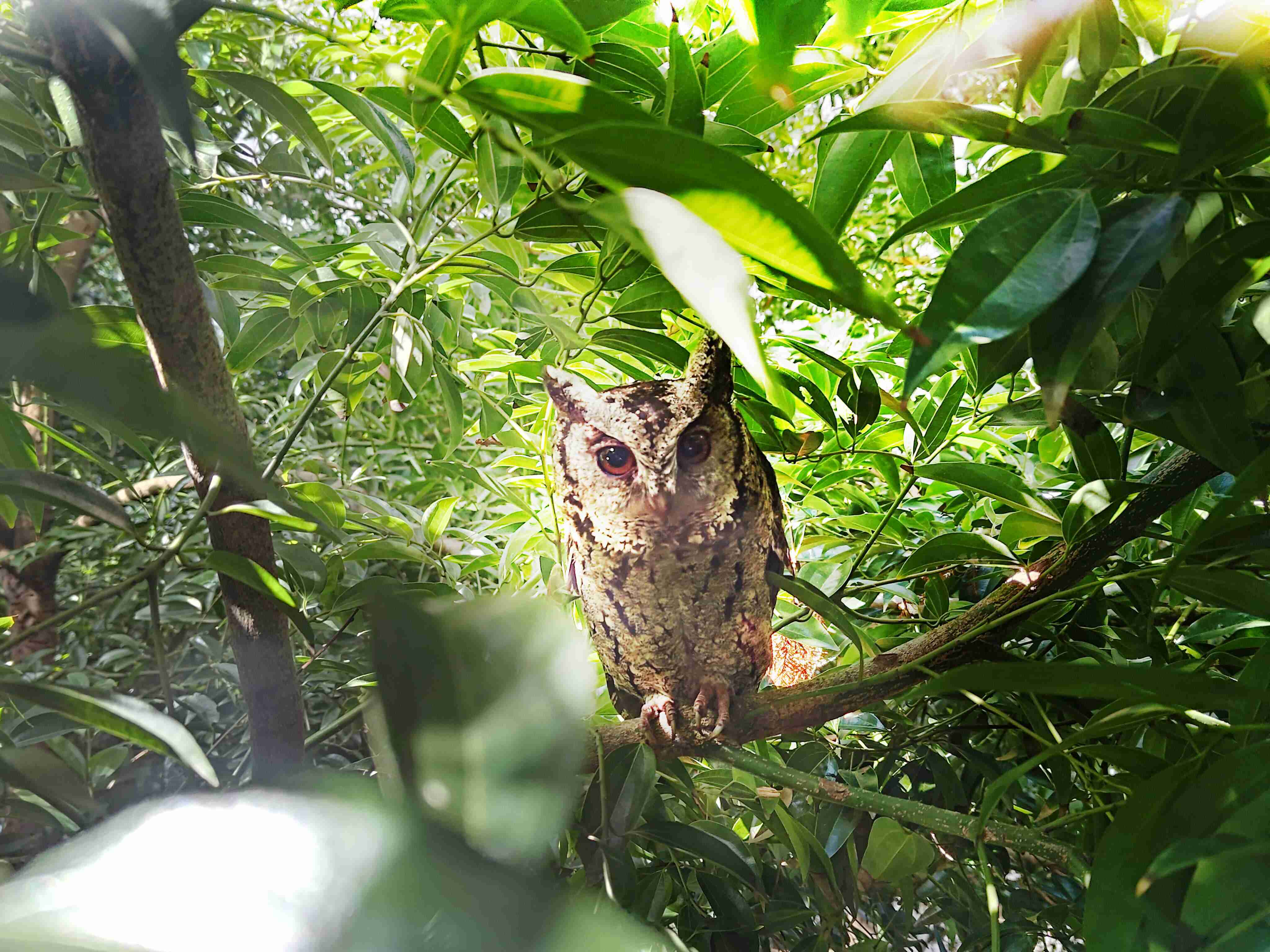 开云电子致力提倡净零绿生活，，，，16年以来在全球各厂区植树逾百万棵，，造就各厂区树木蔚然成林，，，犹如森林工厂，，成为许多生物的栖息地